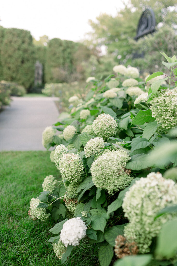 white and green hydrangea flowers on a large scenic property