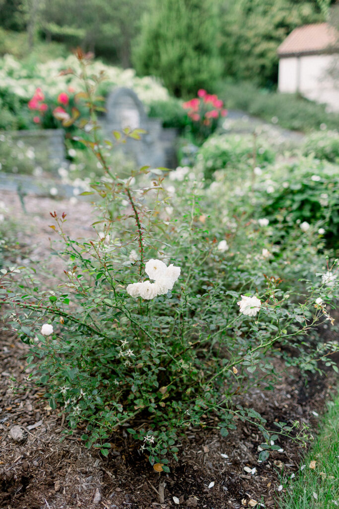 rose bush on italian property